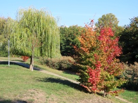 Színesedők a patakparton
