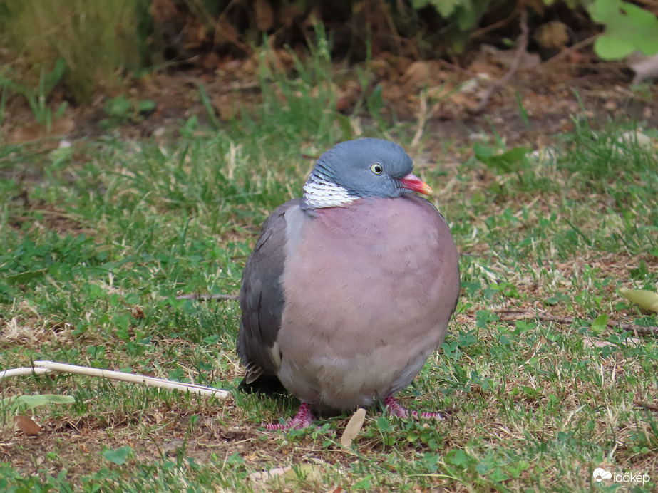 Pihenőt tartok