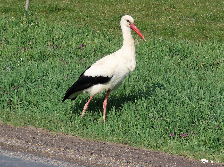Útszélen sétáló Fehér gólya