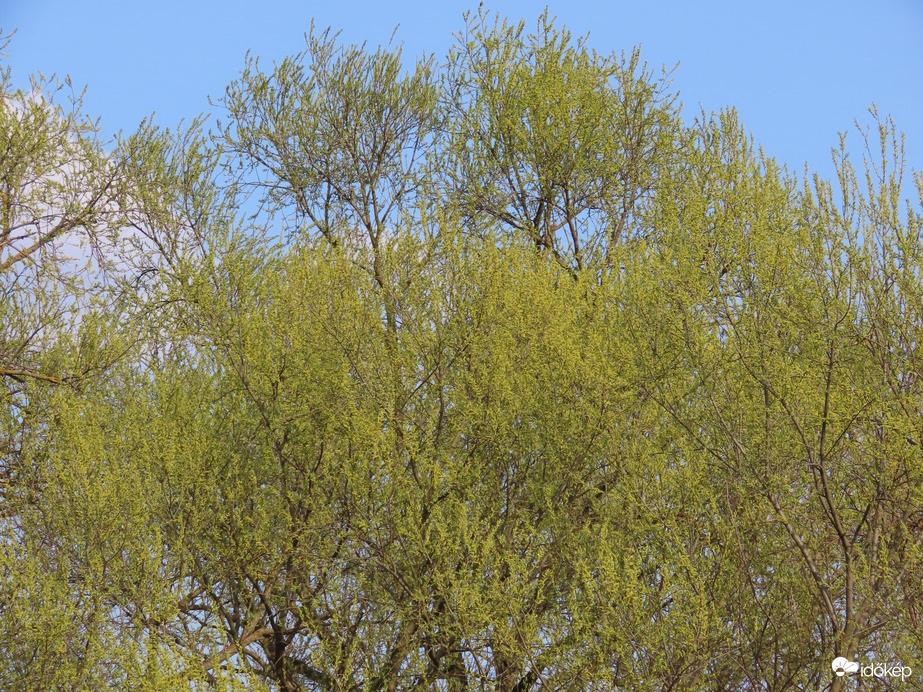 Szépen zöldül a fűzfa