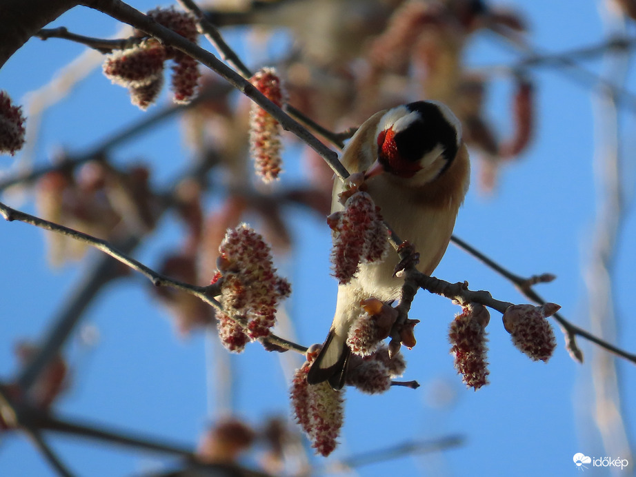 Eljött az uzsonna ideje