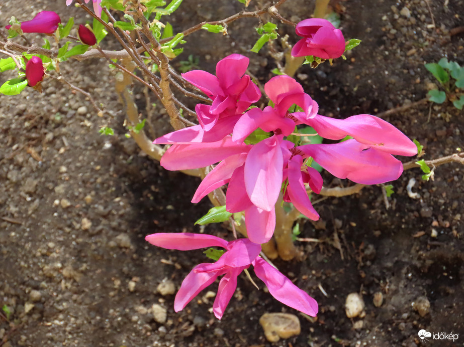 Magnólia a 2. emeletről nézve