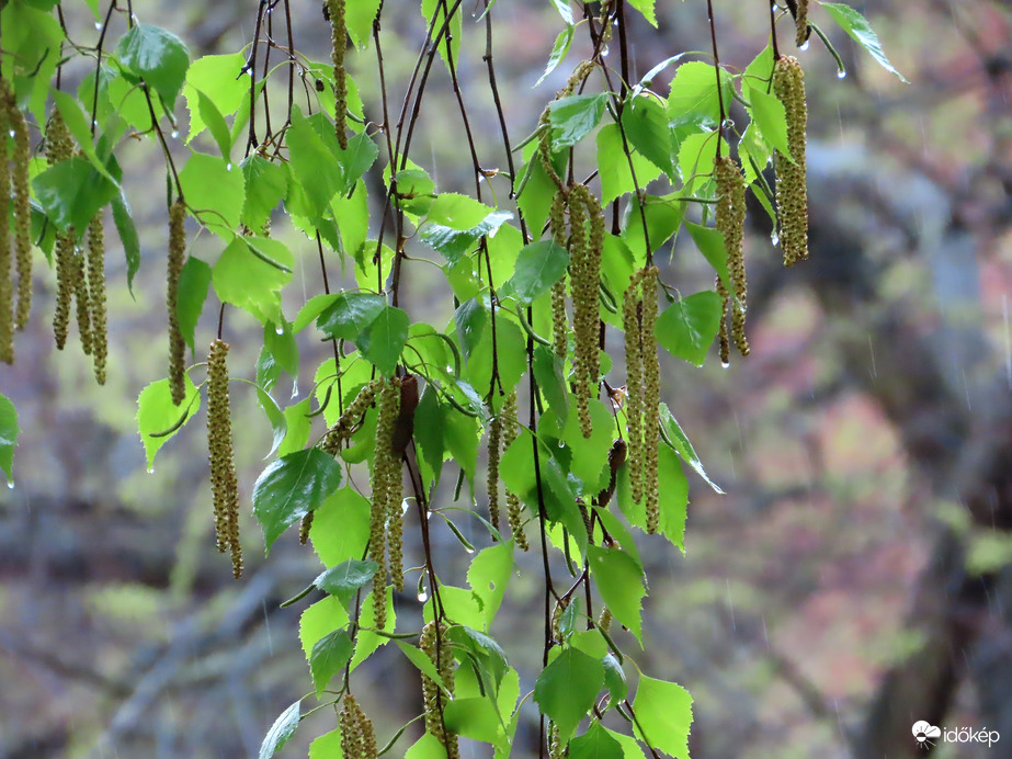 Nyírfaágak esőben
