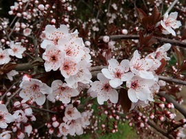 Virágzik a Vérszilva