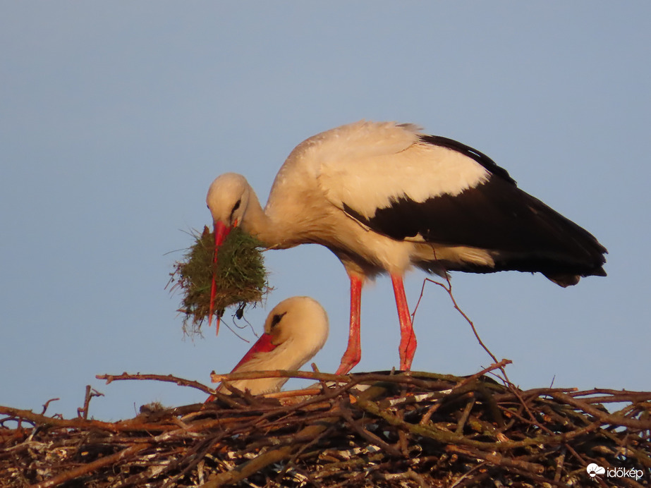 Hoztam új fészekanyagot! Hova tegyem?