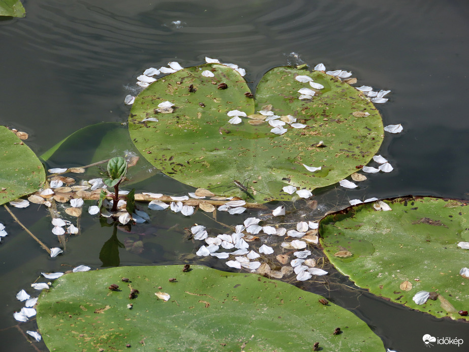 Szirmokkal telehintve