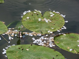 Szirmokkal telehintve