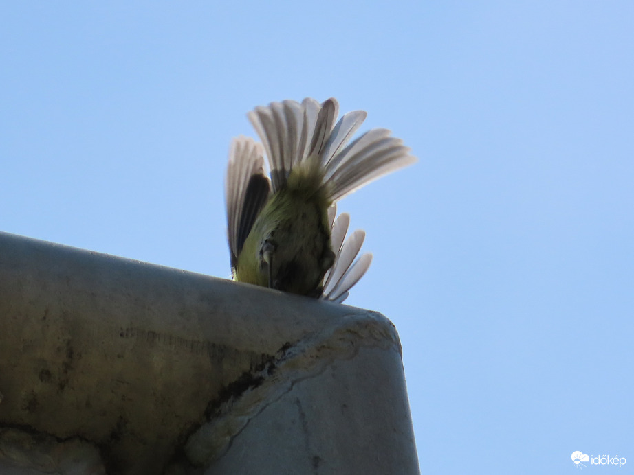 Berepülés a fészekbe