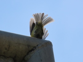 Berepülés a fészekbe