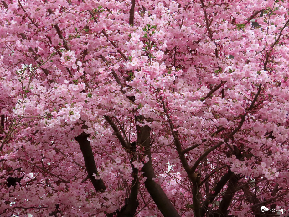 Teljes pompában a Japán díszcseresznye