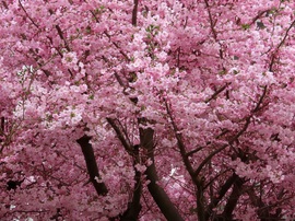 Teljes pompában a Japán díszcseresznye