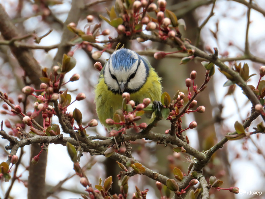 Kék cinege a Vadcseresznyén