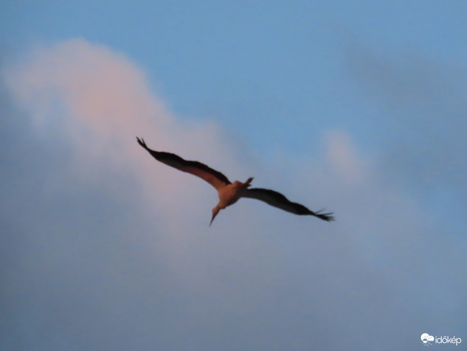 Szárnyalás a lemenő Nap fényében