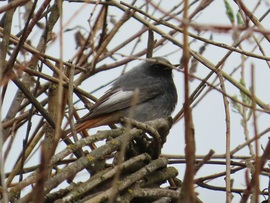 Elbújtam a bokorban