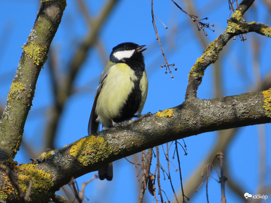 Éneklő Széncinege