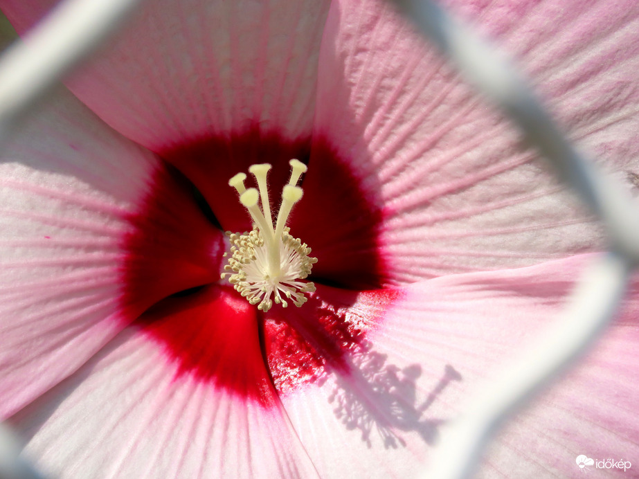 Mocsári hibiszkusz közelebbről