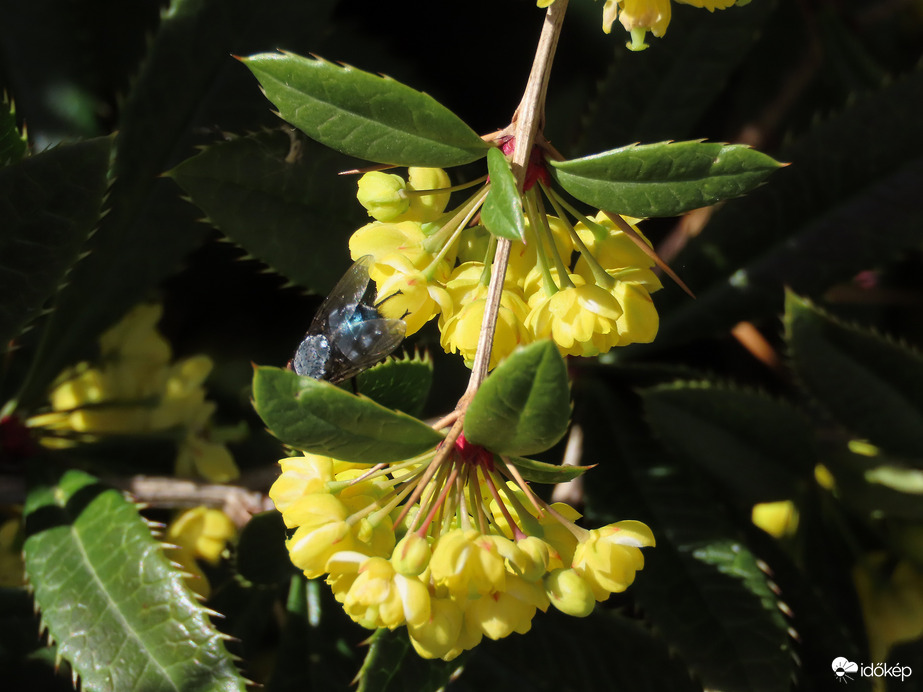 Júlia-borbolya Kék dongóléggyel