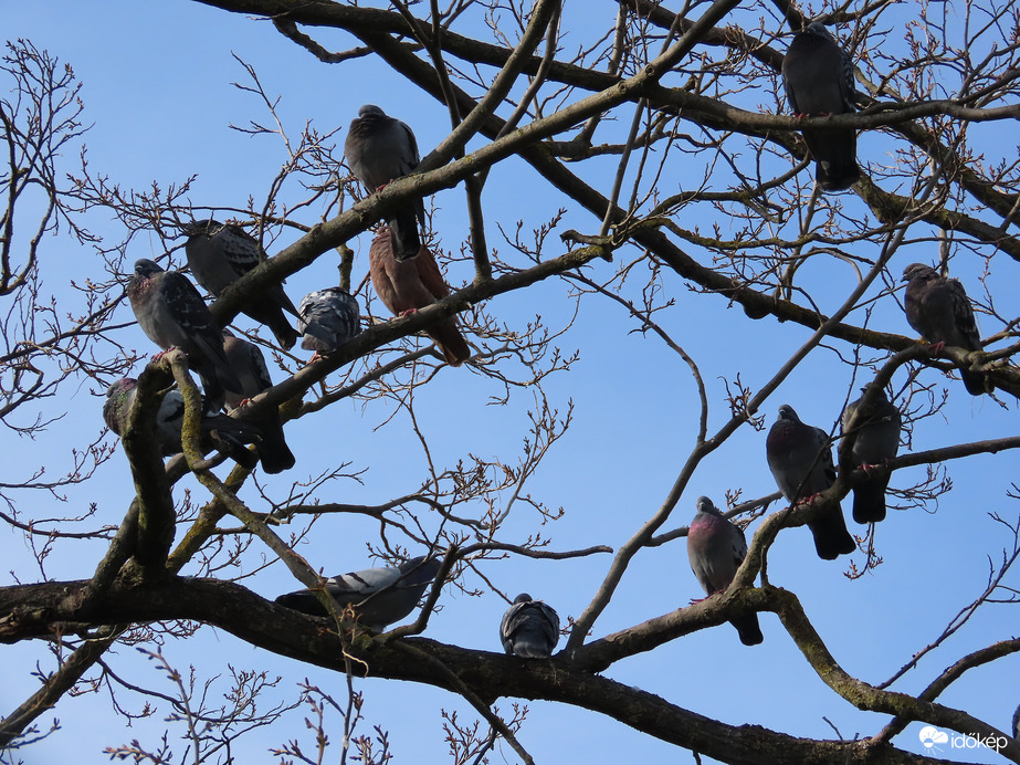 Koszorú galambokból