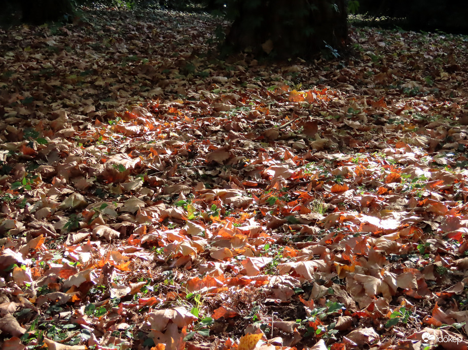 Kora őszi séta a Kámoni Arborétumban