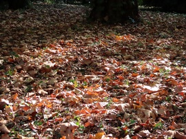 Kora őszi séta a Kámoni Arborétumban