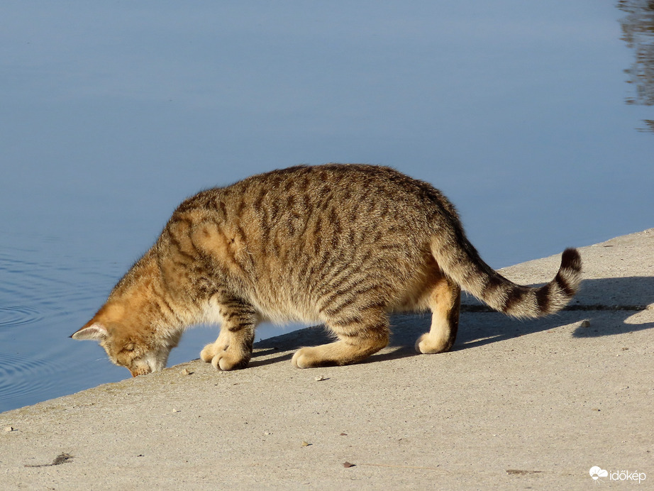 Halfigyelő szolgálat