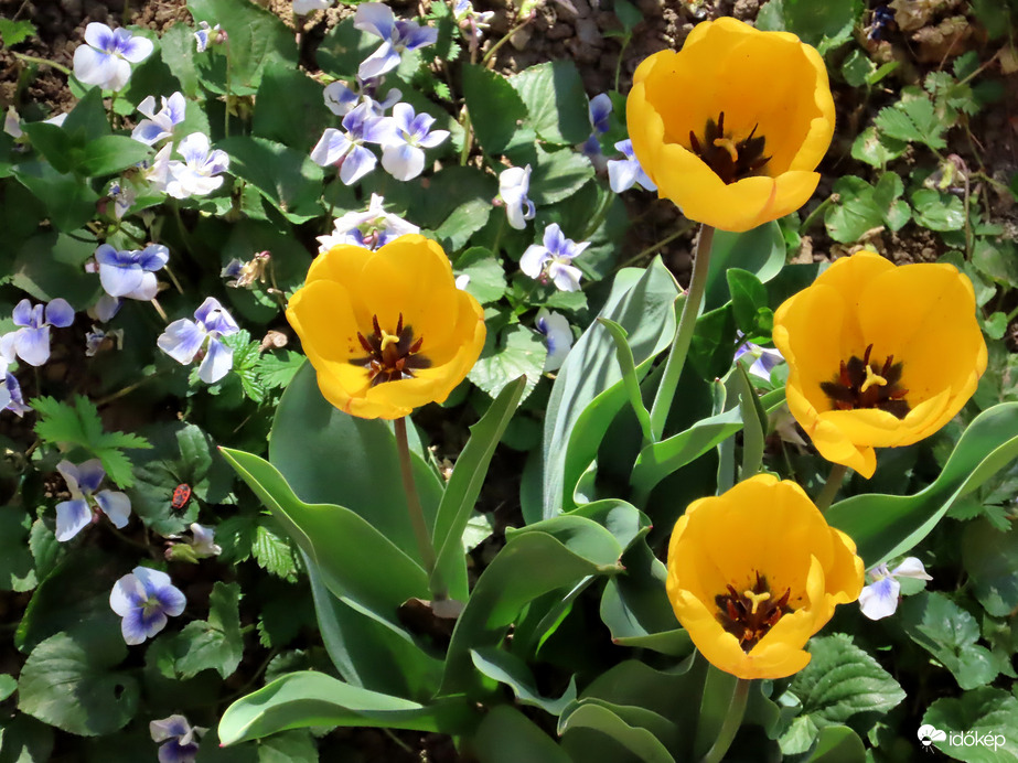 Tulipánok amerikai ibolyával