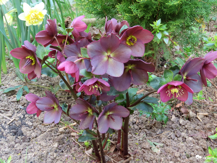 Tegnap még szépek voltak a virágok