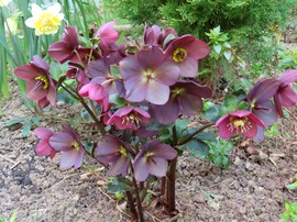 Tegnap még szépek voltak a virágok