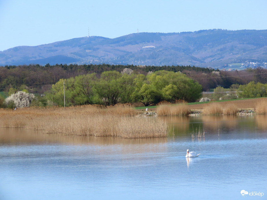 Dozmati víztározó hattyúval