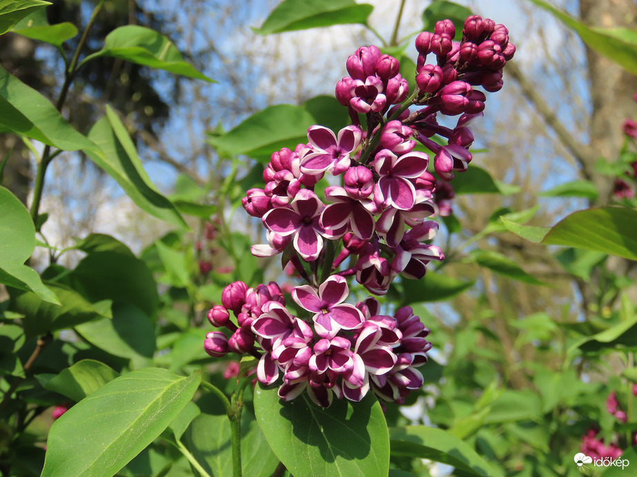 Tarka szirmú orgona