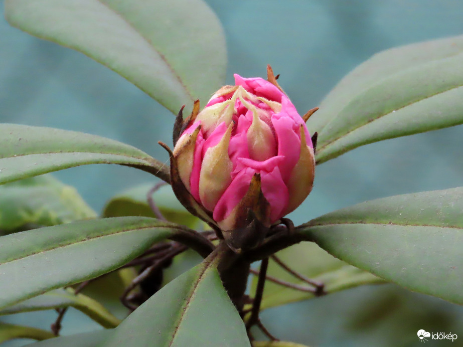 Már színesedik a Rhododendron