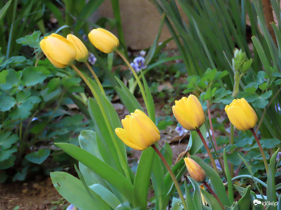 Szélben hajladozó tulipánok