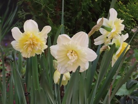 Tegnap még szépek voltak a virágok