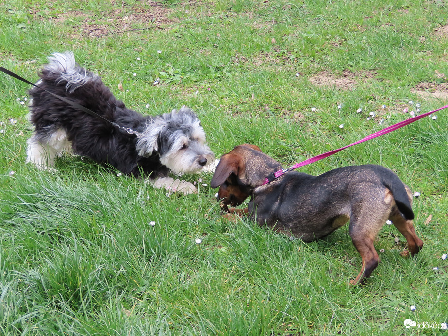 Mit rágcsálsz? Kérek belőle!