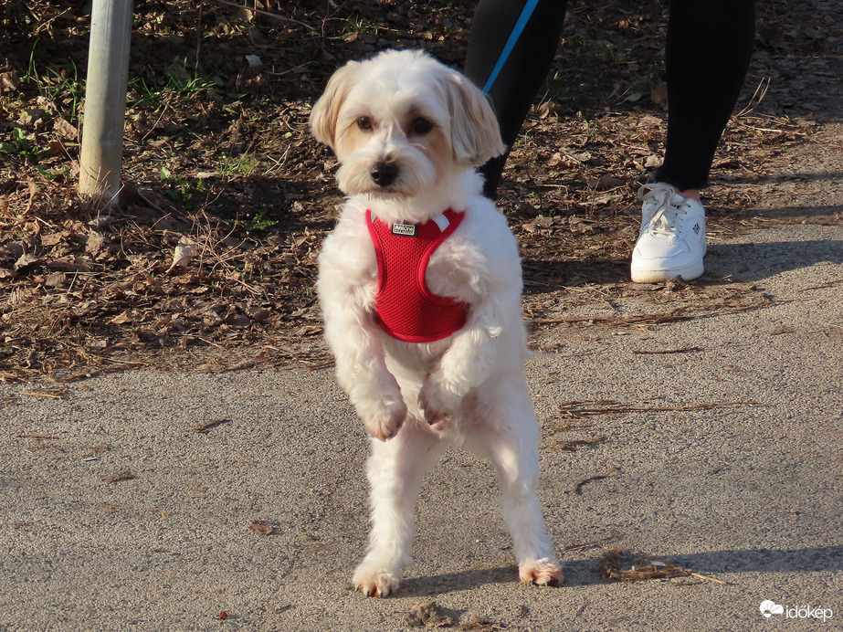 Már látom  gazdit!