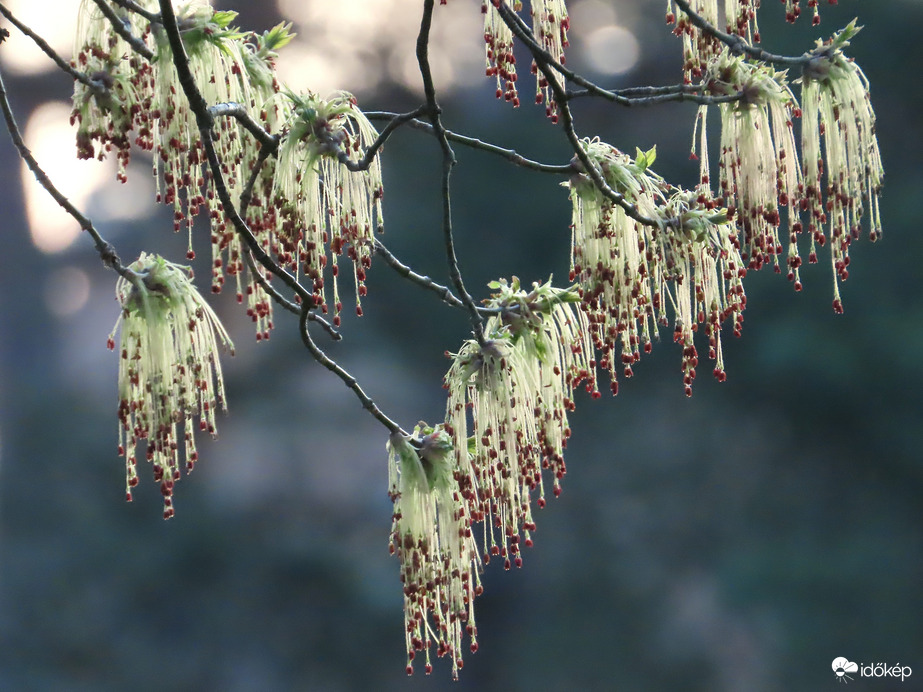 Barkák közelebbről
