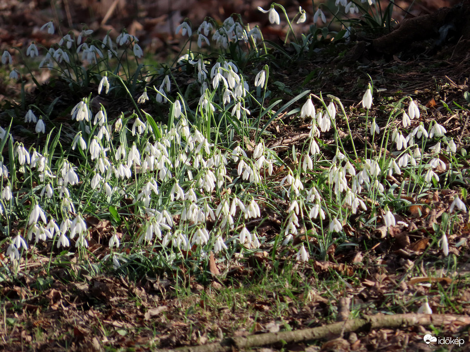 Még virítanak a szigeten a hóvirágok