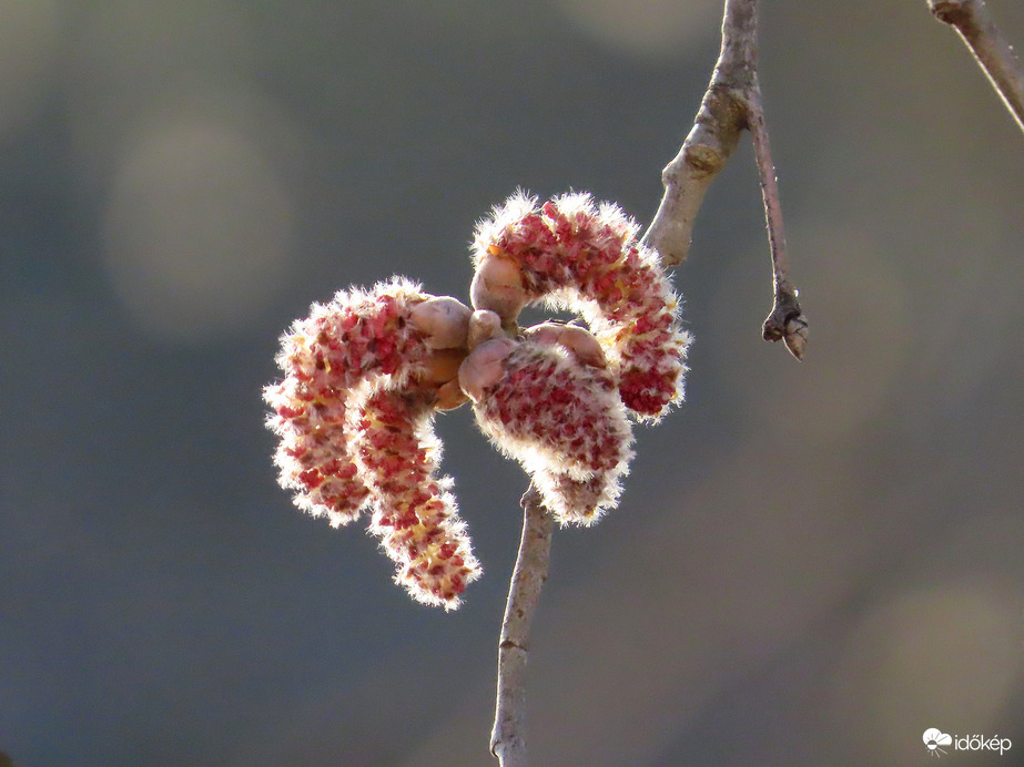 Barkák háttérvilágítással