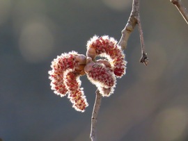 Barkák háttérvilágítással