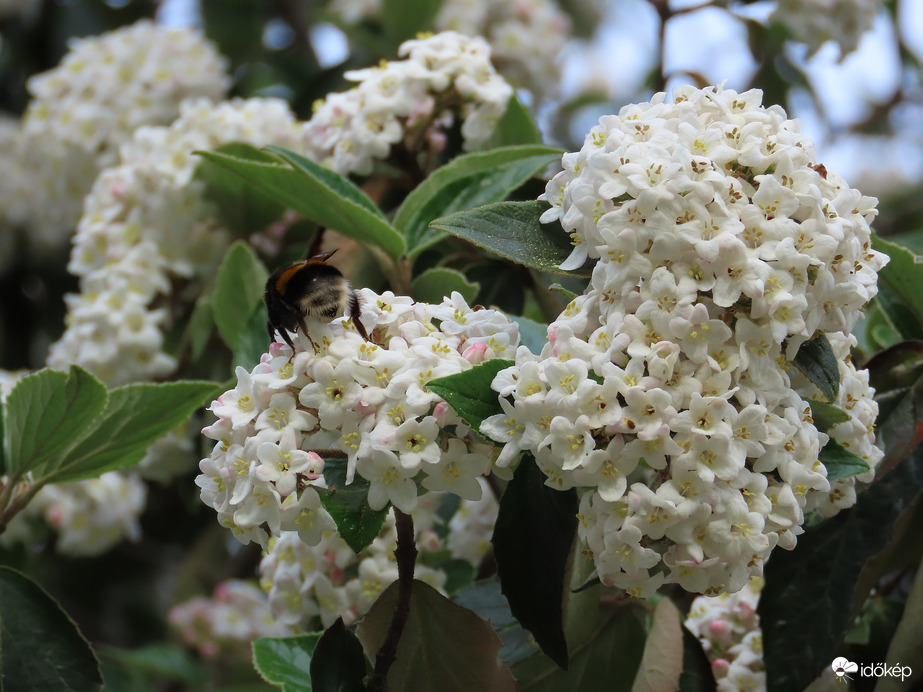 Poszméh a Bangitán