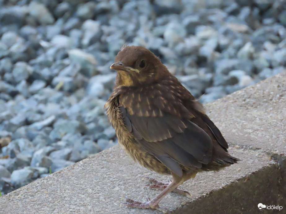 Én még kicsi vagyok!