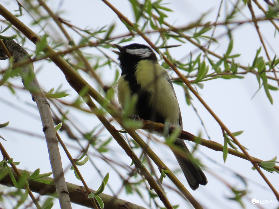 Éneklő Széncinege