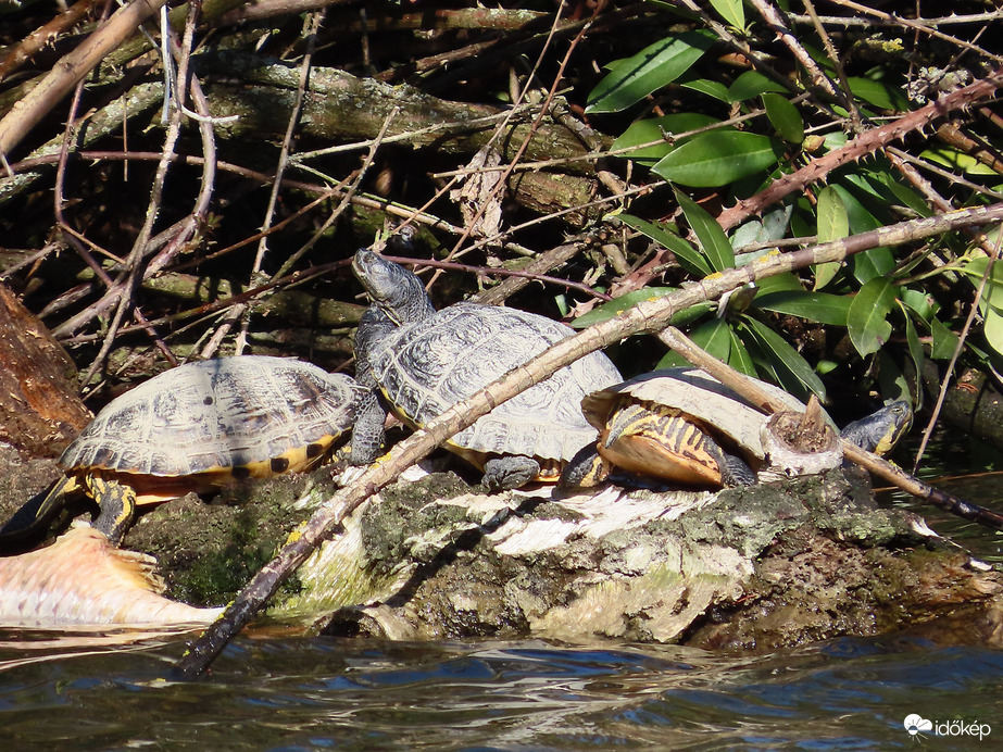 Napozó teknősök