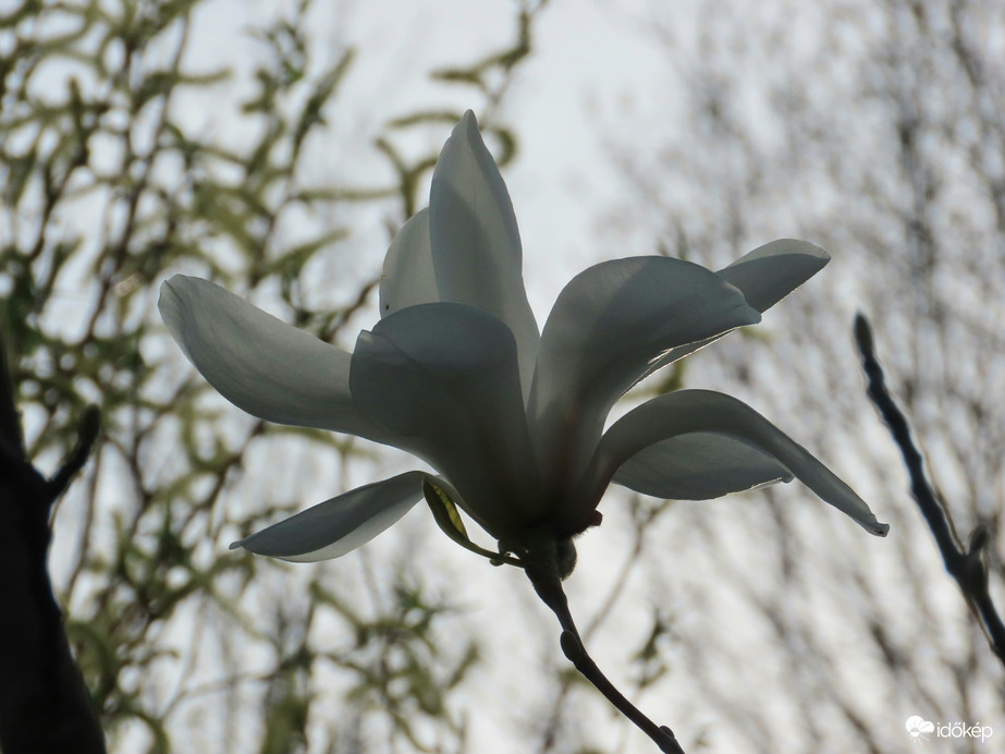 Virágzik a sziget Magnóliája
