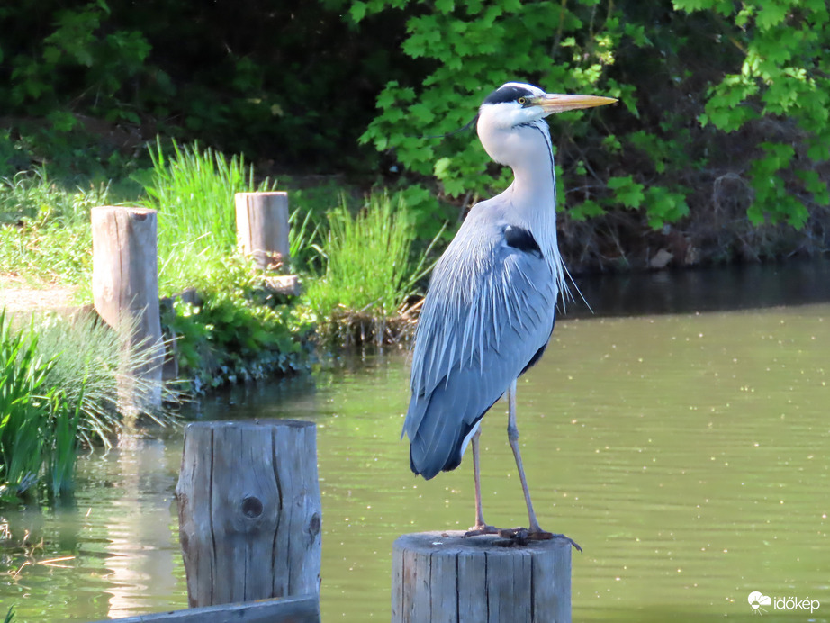 A Szürke gém kalandja a hallal