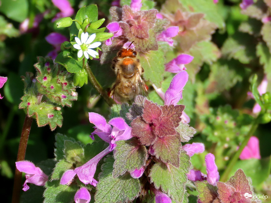 Felülről is megnézhetsz!