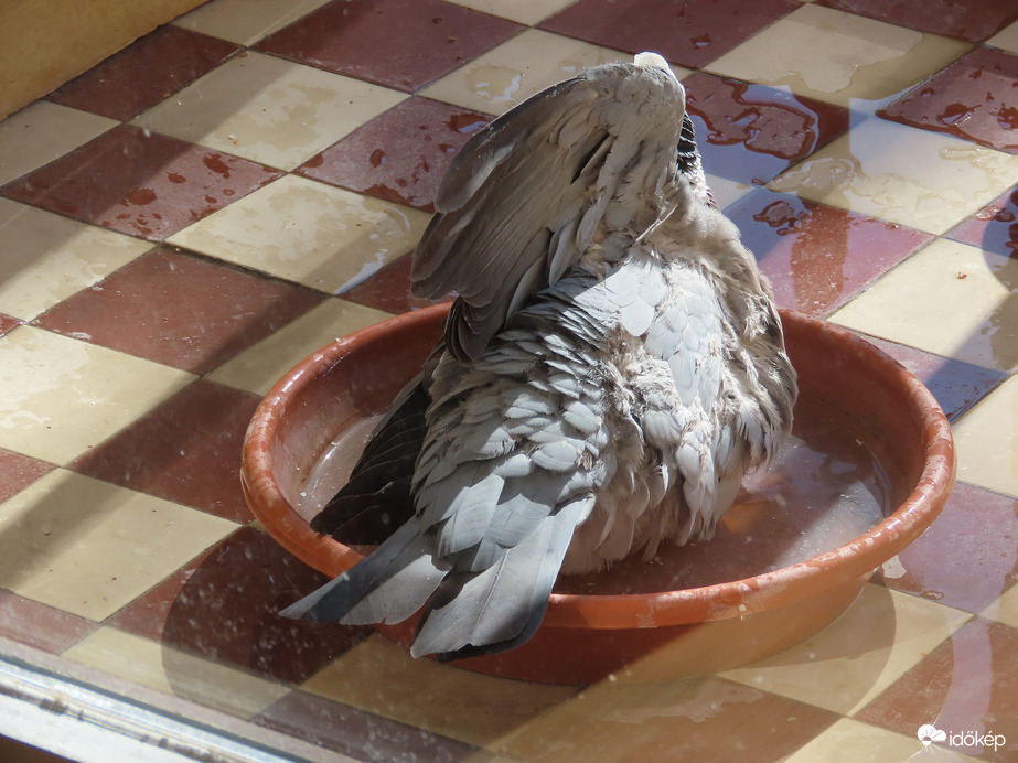A szárnyam alá is jusson!
