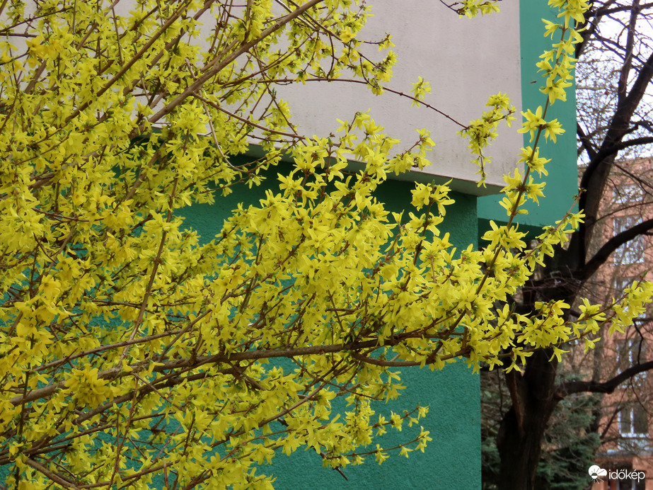 Aranysárgába öltözött