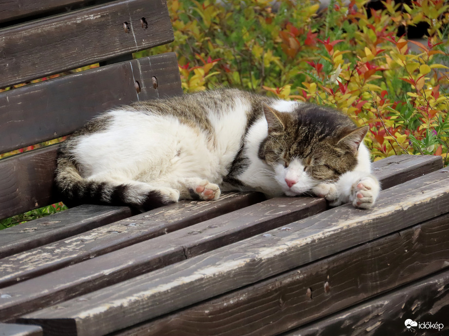 Lustálkodó a tóparti padon