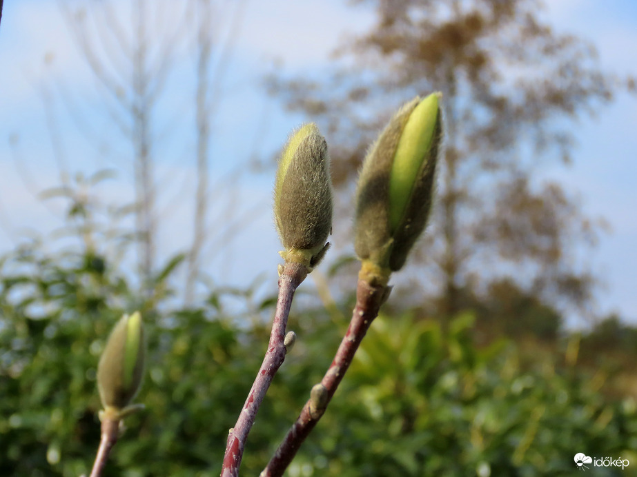 Bomlik a Magnólia